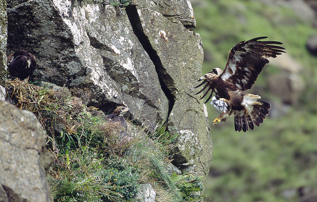 Eagle watching in the scottish highlands